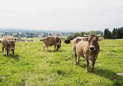 Bild: Öko-Modellregion Ostallgäu
