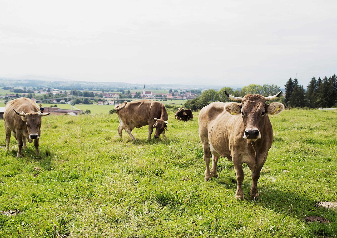 Bild: Öko-Modellregion Ostallgäu Bild: Öko-Modellregion Ostallgäu