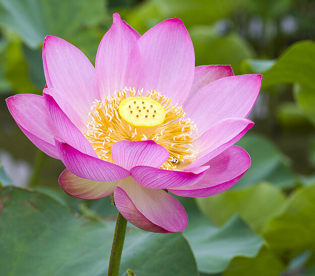 Eine blühende Lotusblume mit pinken Blütenblättern und einer gelben Mitte. Die Blume steht über einem grünen Blatt auf einem ruhigen Gewässer.