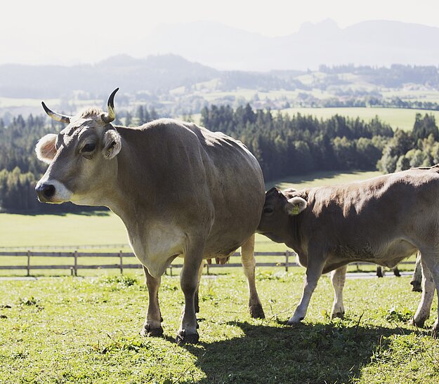 Alt-Text: Eine Kuh steht auf einer Wiese, während ein Kalb an ihrer Seite trinkt. Im Hintergrund sind sanfte Hügel und Wälder zu sehen, unter einem klaren blauen Himmel.