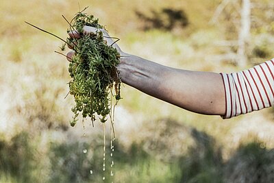 Eine Hand hält einen Bündel frisch geernteter Pflanzen, das Wasser tropft davon. Im Hintergrund sind verschwommene grüne und braune Elemente der Natur zu erkennen.