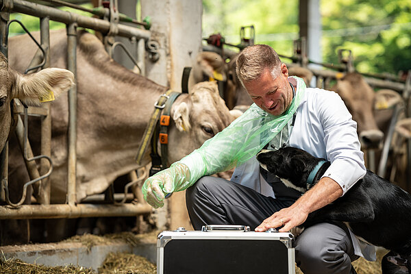 Ein Landwirt in einem Stall kümmert sich um Kühe, während ein Hund an ihm hochspringt. Er trägt einen weißen Kittel und Handschuhe und hat eine Box vor sich. Die Atmosphäre ist freundlich und die Umgebung ist ländlich mit Stroh und Stallgeräuschen.