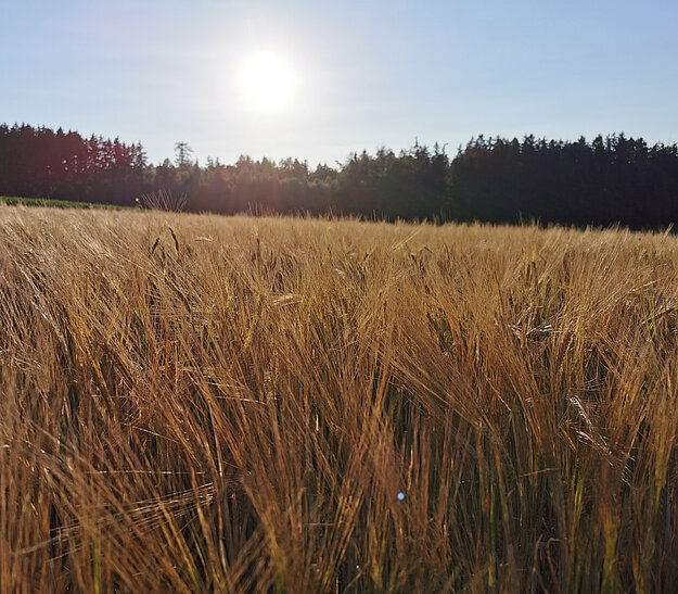 Ein weites Getreidefeld steht im Vordergrund, das in sanften goldenen Tönen leuchtet. Im Hintergrund sieht man einen Wald und die Sonne strahlt am klaren Himmel. Die Szene vermittelt ein Gefühl von Ruhe und natürlicher Schönheit.